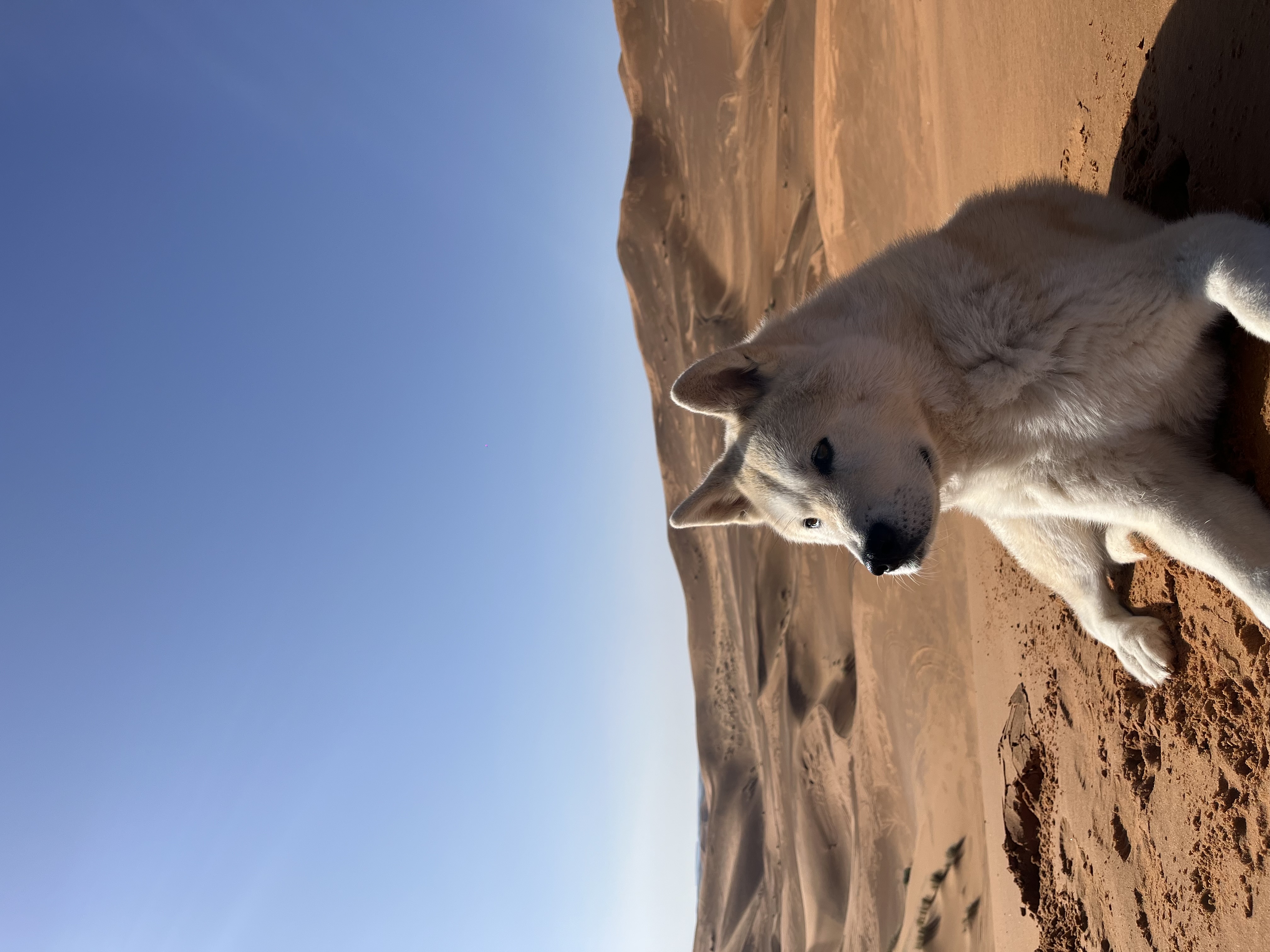 Samouraï, l’Akita Inu, dans les dunes du désert marocain